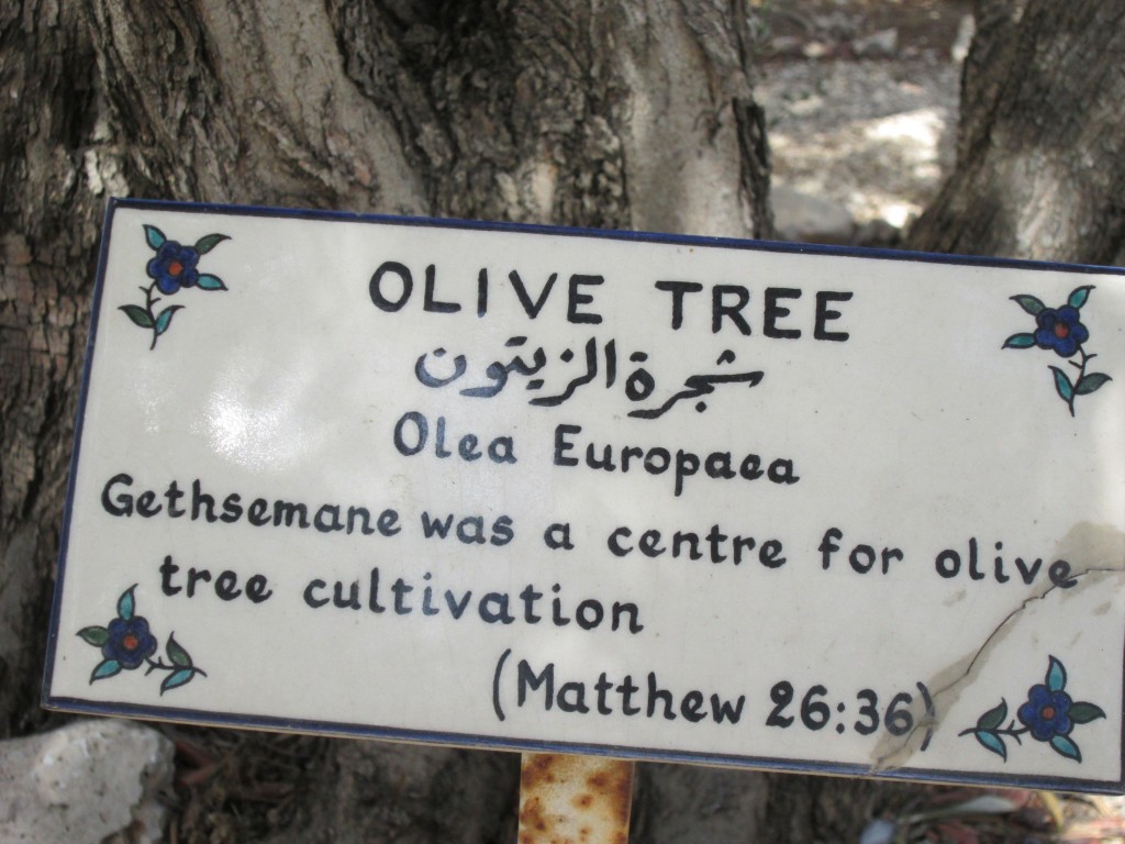 Olivträdet är viktigt i det heliga landet. Bilden är tagen vid ett av de gamla träden i trädgården vid S:t George’s Cathedral i Jerusalem.