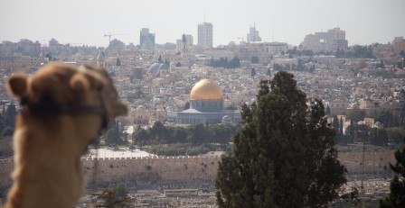 Shabbat shalom