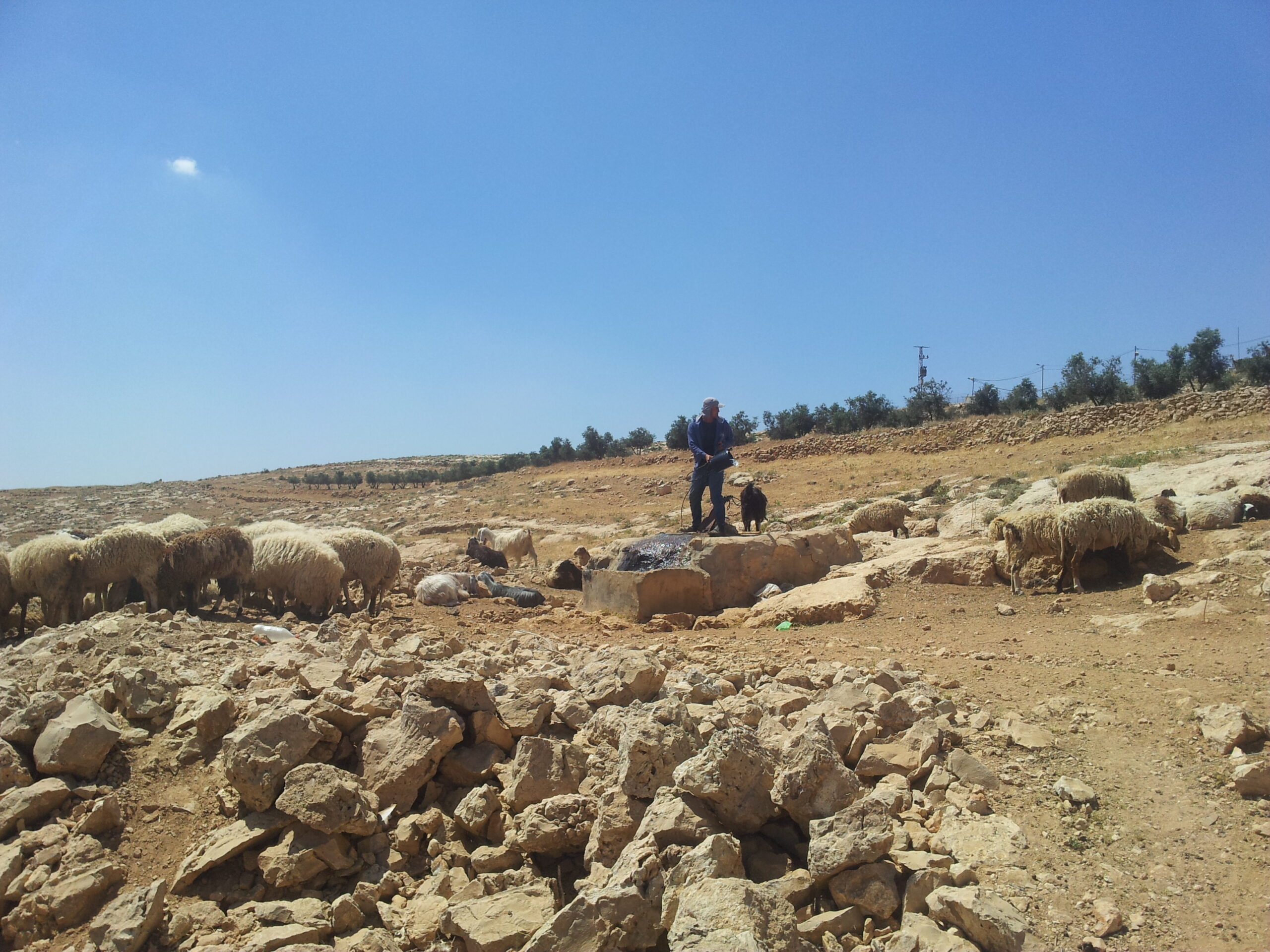 Palestinska herdar från den palestinska byn Susiya som vattnar sina får och getter.
