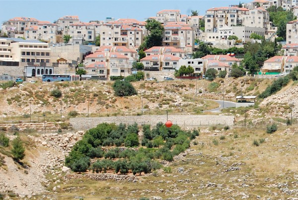 31_5_2015-Betar-Illit-Nahhalin-Bethlehem-Palestinian-Olive-trees-in-front-of-settlement-fence-Photo-H-Jonsson-EAPPI