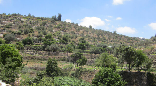 Midsommar bland Levantens kullar