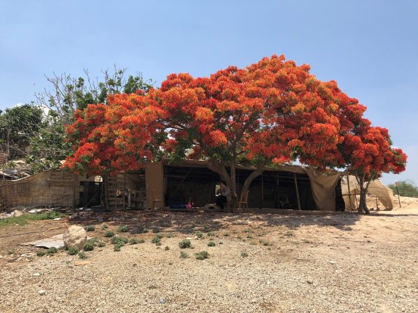 När stadsplanering används för att driva människor på flykt