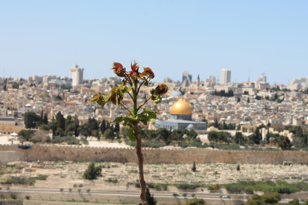 Jerusalem – om smärta och hopp