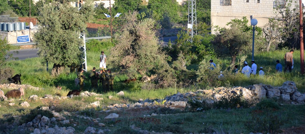 Familjen Jabaris får som betar i Wadi Al-Hussein-dalen, bland israeliska bosättare och militär.