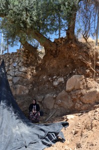 Faryal Abu Haikal sitter under muren och olivträdet hon försöker rädda.