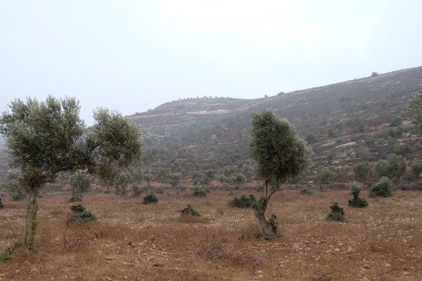 Olivträden i byn Yanoun kan bara nås under speciella dagar under olivskörden koordinerade med den israeliska militären. Här syns träd som återigen börjat växa efter att ha utsatts för förstörelse. Foto: Erik Svanberg.