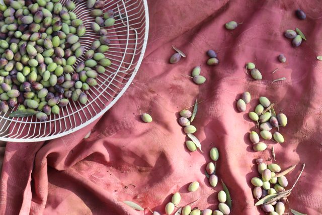 Fredsträdet i konfliktens centrum