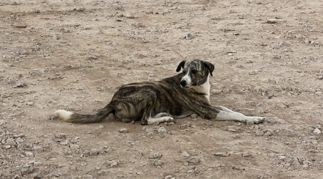 ”Du ska skälla som en hund”