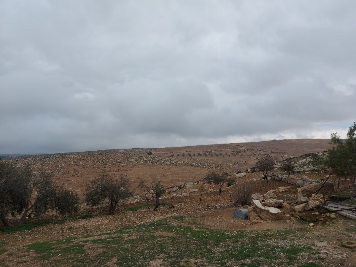 Vyer över en gräsåker, ett par olivträd och i fjärran syns vinrankor i ordnade rader, tillhörande israeliska bosättare.